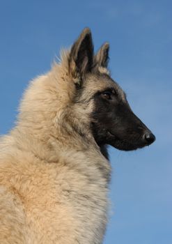profil of a young purebred belgian shepherd tervueren