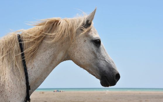 portrait of an arabian horse on the beach