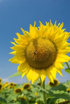 A bee on a sunflower in a sunny day