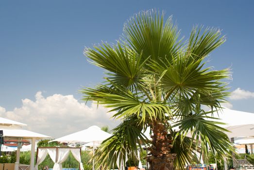 Palm tree against the blue sky and umbrellas