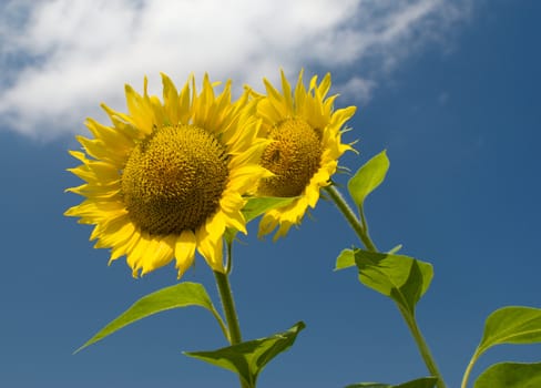 Two sunflowers against the sky with clouds