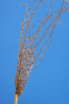 grass