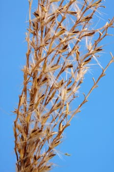 ornamental grass