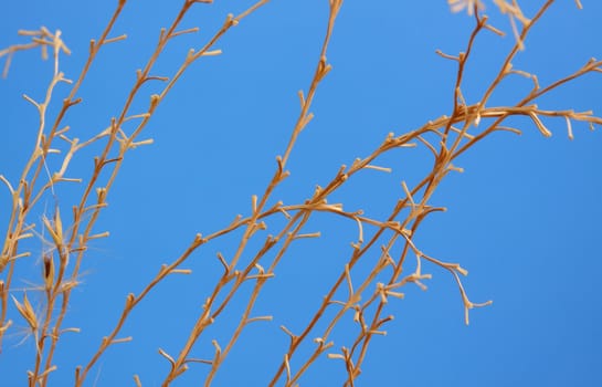 ornamental