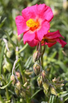 helianthemum
