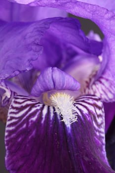 bearded iris