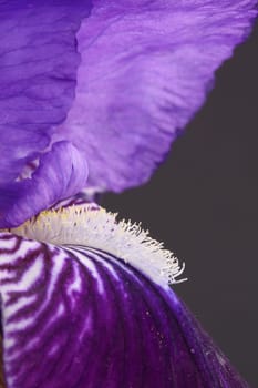 bearded iris