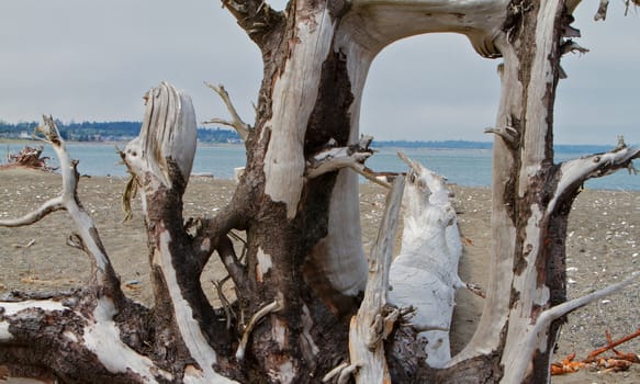 strange large bleached driftwood tree on beach