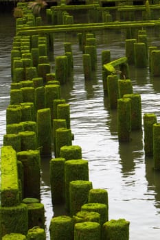 Reminents of an old ocean pier in perspective