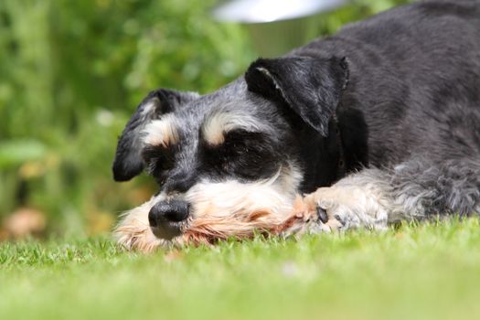 Miniature Schnauzer