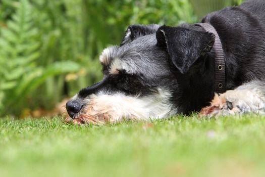 Miniature Schnauzer