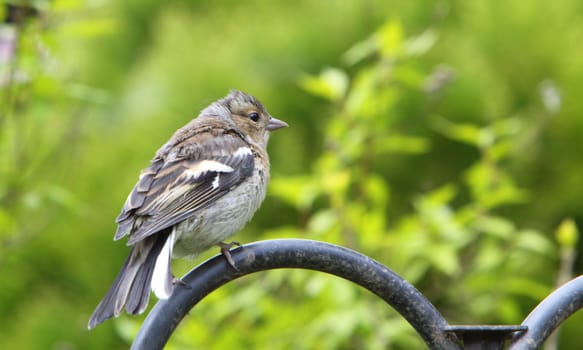 juvenile chaffinch