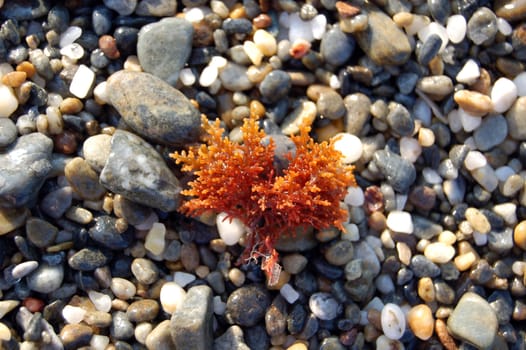 seaweed and stones