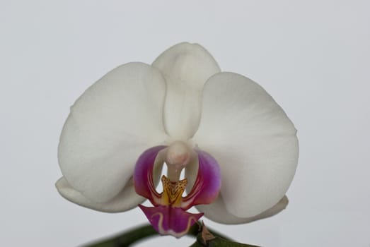 white orchid
