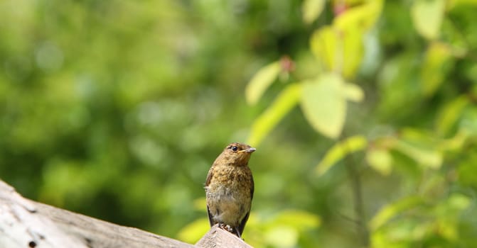 juvenile blackbird
