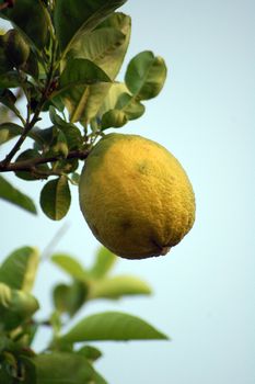 lemontree