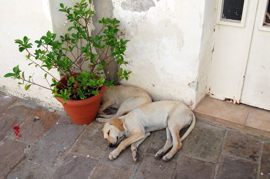 sleeping puppies