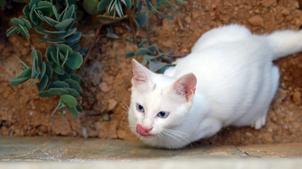 white cat