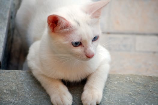 white cat