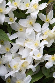 clematis montana alba