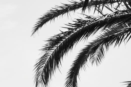 palm tree