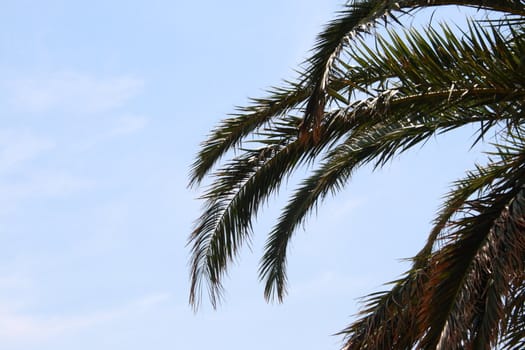 palm tree