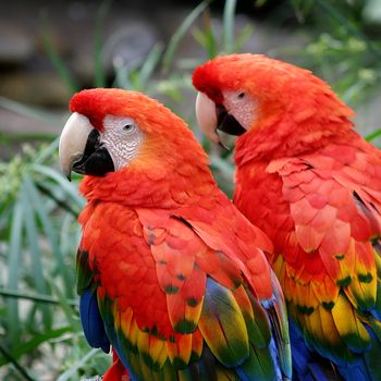 The Scarlet Macaws is a large colorful parrot.