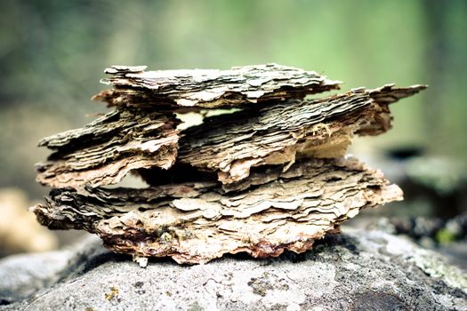 isolated piece of bark on a stone in the forest
