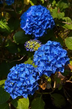 Three strikingly blue hydrangea blossoms with green leaf backgrounds