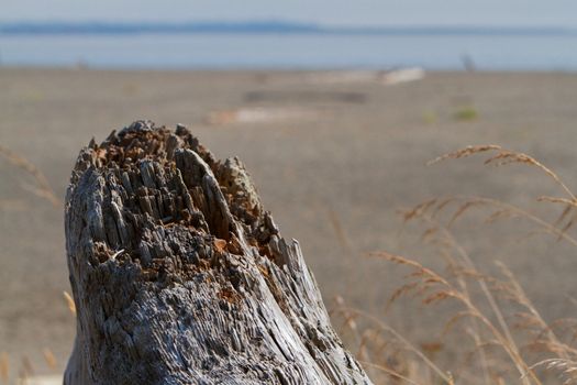 Driftwood stump with soft focus beach and coast in background