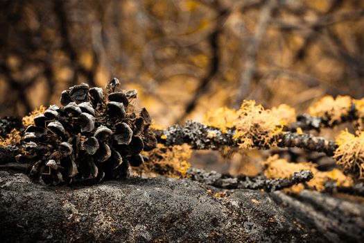 creative arrangement with pine cone and branch on the stone
