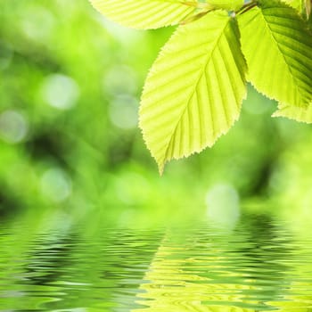 green summer leaves and water reflection with copyspace