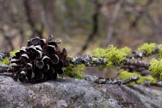 creative arrangement with pine cone and branch on the stone
