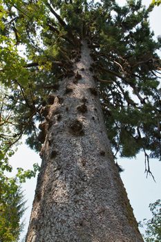 Close up of the worlds largest spruce tree