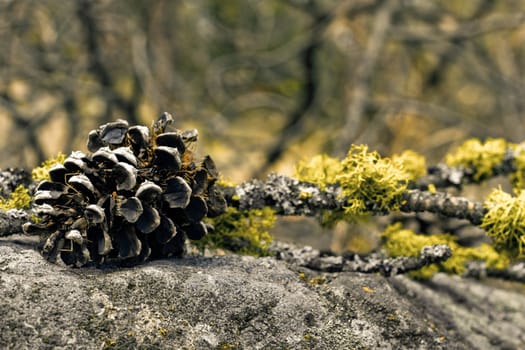 creative arrangement with pine cone and branch on the stone
