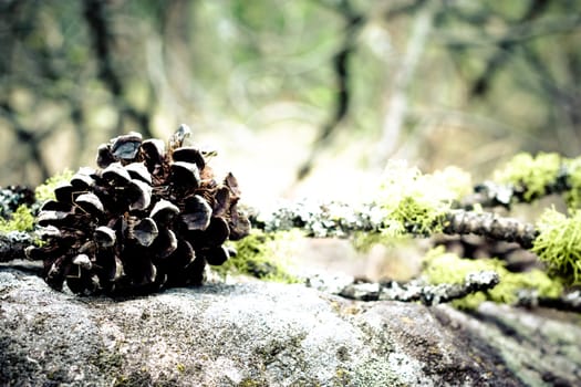 creative arrangement with pine cone and branch on the stone
