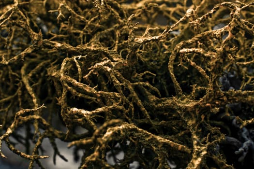 creative close-up of a lichen in the forest
