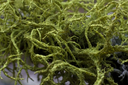 creative close-up of a lichen in the forest
