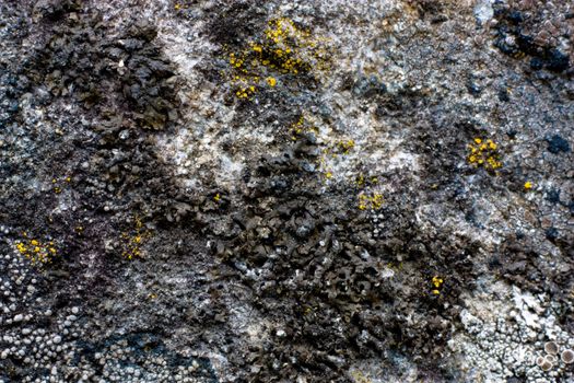 texture, pattern of a lichen on the stone
