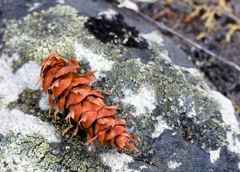 close of a red pine cone on a black stone in the forest
