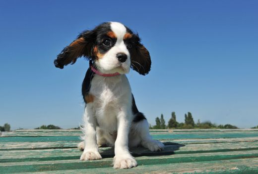 portrait of a purebred puppy cavalier king charles