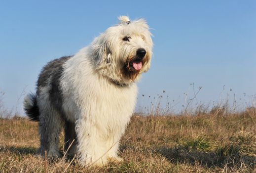 purebred Old English Sheepdog upright in a field