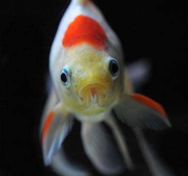 white and red goldfish in a dark backgroud in a fishtank