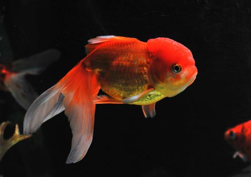 lion head goldfish in a dark backgroud in a fishtank