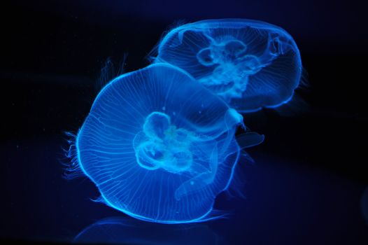 two blue jellyfish in a dark background