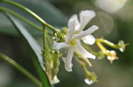 close up of a jasmin flower on a dark background in the morning
