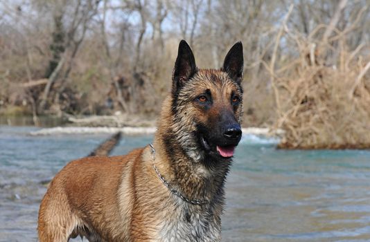 portrait of a purebred belgian sheepdog malinois, river in the background