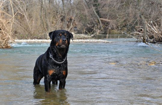 portrait of a purebred rottweiler in a river, winter
