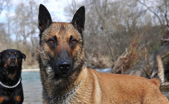 portrait of a purebred belgian sheepdog malinois in the river, rottweiler in the background