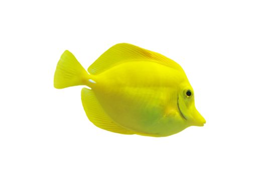 full side view of yellow tang isolated on white
